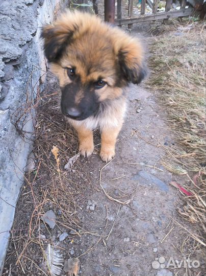 Собака в добрые руки отдам бесплатно щенки