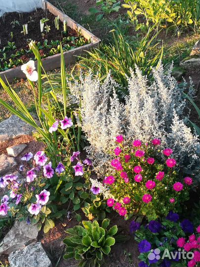 Декоративная полынь