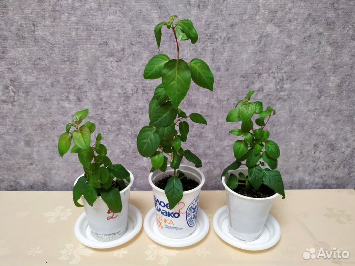 Фуксия розовая махровая и простая