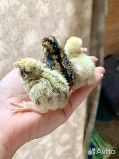 Цыплята перепелов