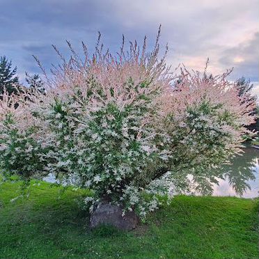 Дом 520 м² на участке 32 сот.