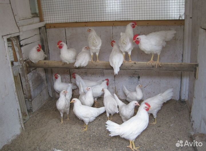 Яичные несушки с доставкой