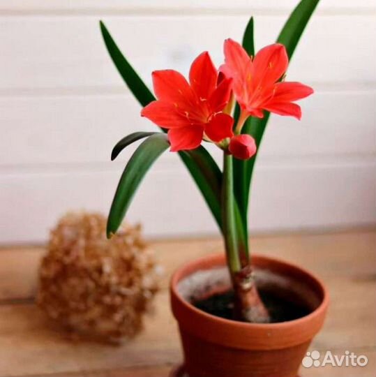 Домашние растения