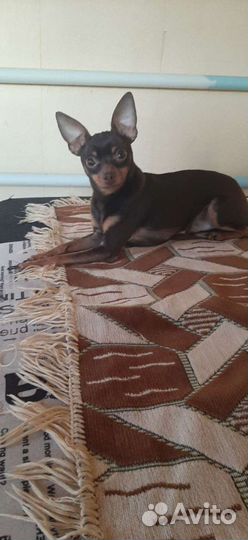 Мини той-терьер вязка