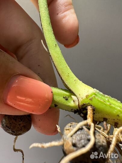 Эрипремнум Golden flame