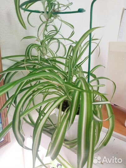 Юкка,Бегония, Хлорофитум