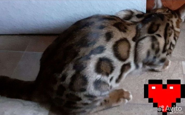 Бенгальские малыши