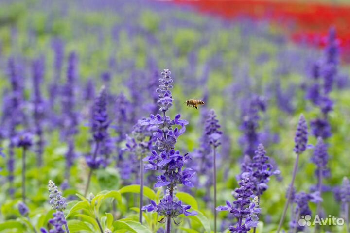 Шалфейный мед 2024