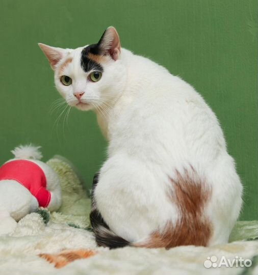 Нежнейшая Белочка в добрые руки