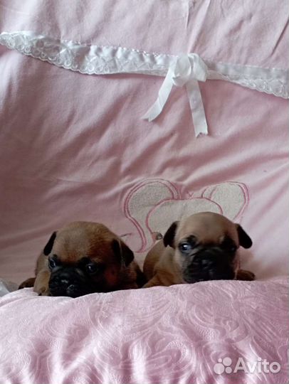 От пары чемпионов щенки