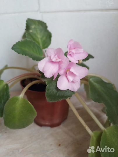 Продам цветы комнатные
