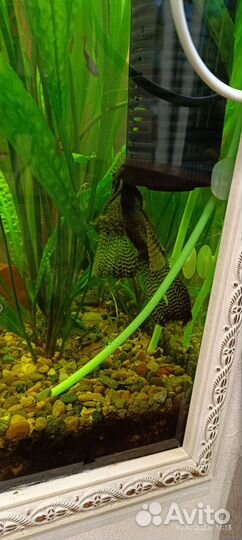 Анцытрус вуалевый