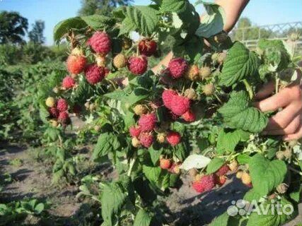 Саженцы малины сказка