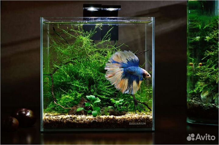 Подарок к празднику (аквариум с петушком)