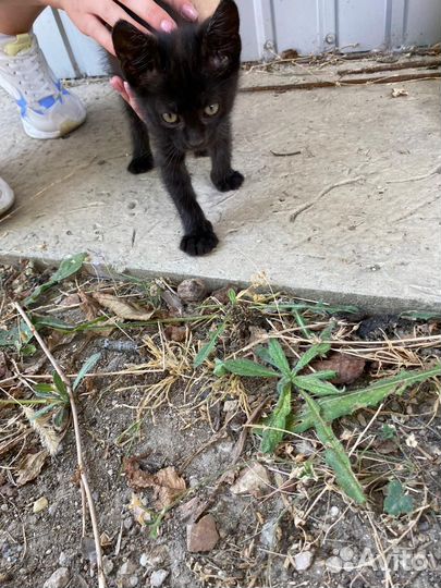 Кошки в добрые руки бесплатно