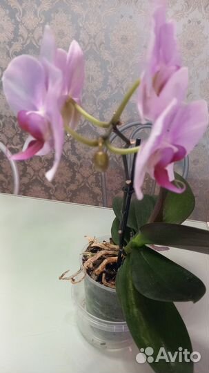 Орхидея фаленопсис