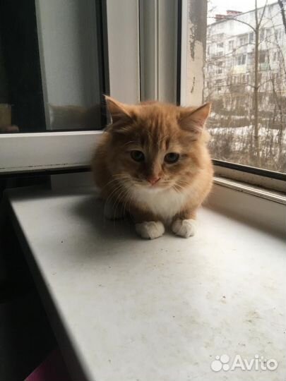 Котенок мальчик 4-5 мес рыжий