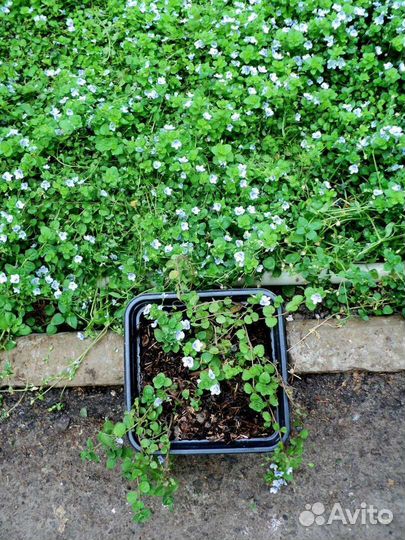 Почвопокровные растения