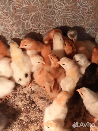 Куры несушки молодки, цыплята