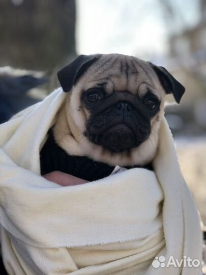 Щенки мопса