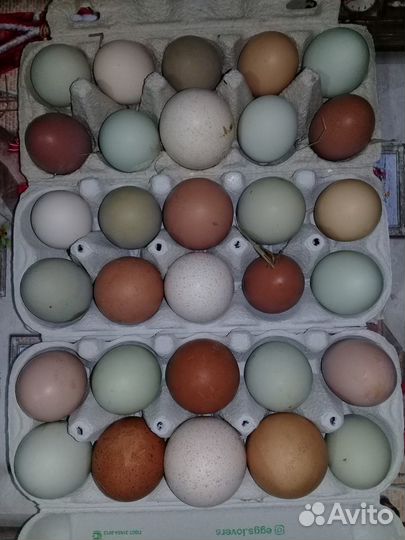 Домашние Куриные, Индюшиные яйца