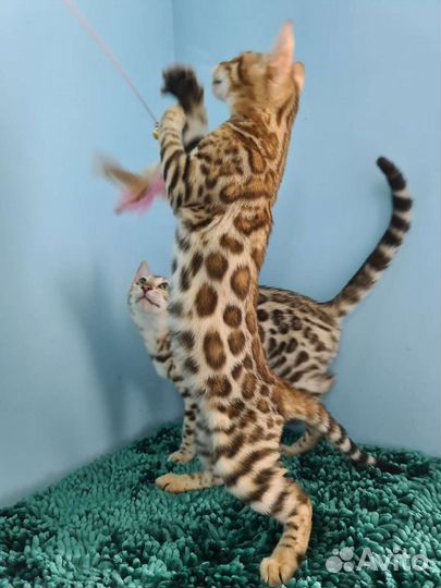 Бенгалятки