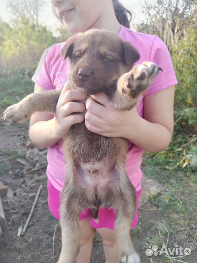 Собака в добрые руки щенок мальчик