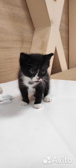 Котенок в добрые руки