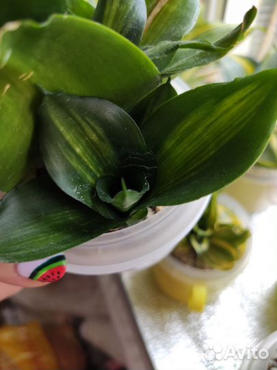 Сансевиерия сортовая