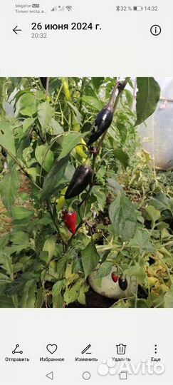 Семена перцев (очень острого)