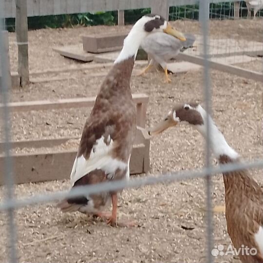 Инкубационное яйцо утки индийский бегунок