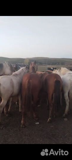 Сельхоз животные