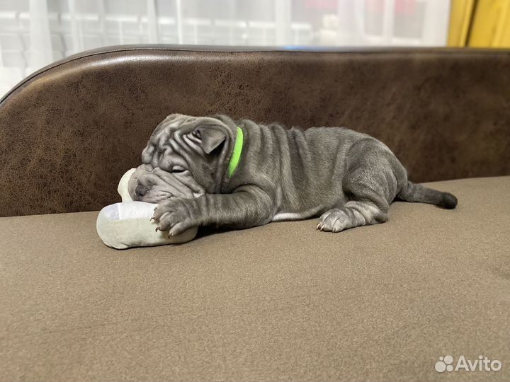 Шарпей щенки