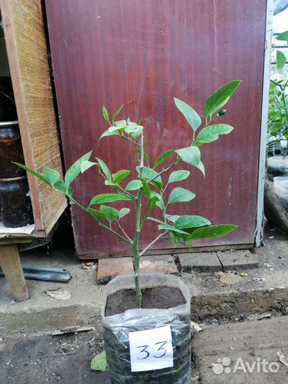 Лимонное дерево