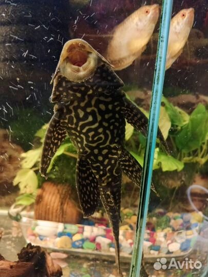 Сомики анциструсы