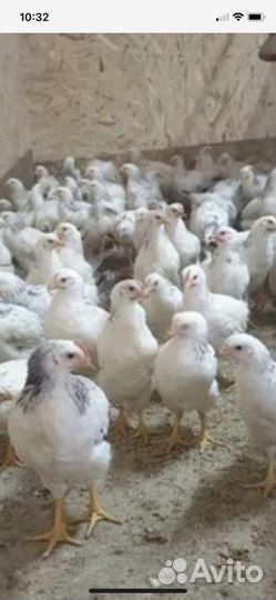 Куры молодки несушки