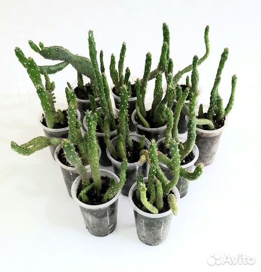 Кактус опунция. Комнатные растения
