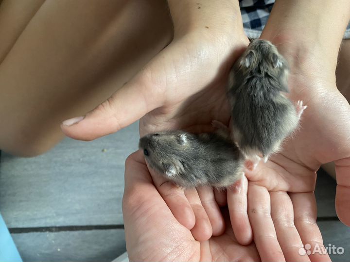 Джунгарский хомяк бесплатно