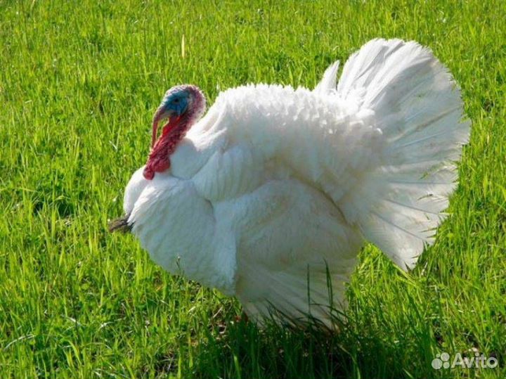 Продам индюков