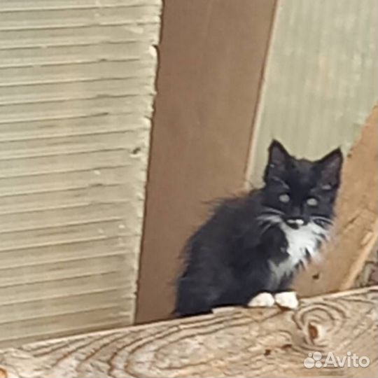 Котята ищут дом