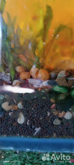 Улитки ампулярии