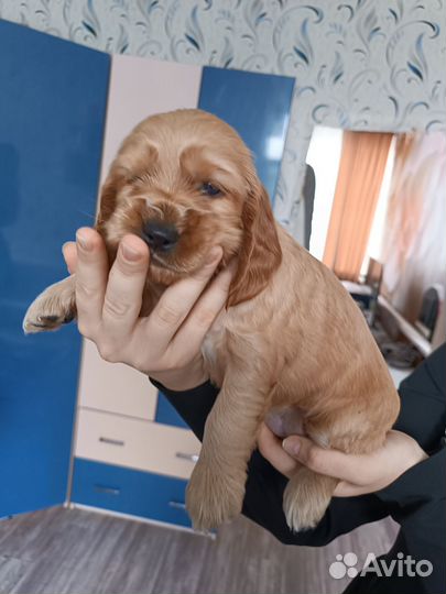 Английский Кокер Спаниель щенки