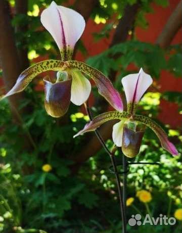 Орхидея Paphiopedilum Haynaldianum*spicerianum