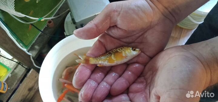 Карп кои(рыбки для пруда), гиацинты