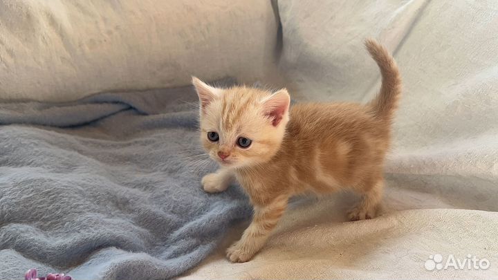 Британский котенок рыжий мальчик