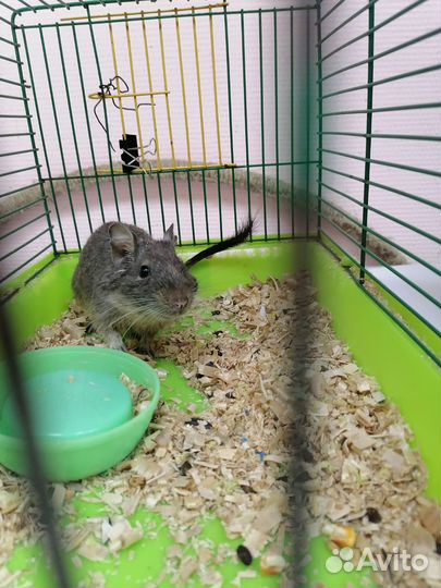 Джунгарский хомяк