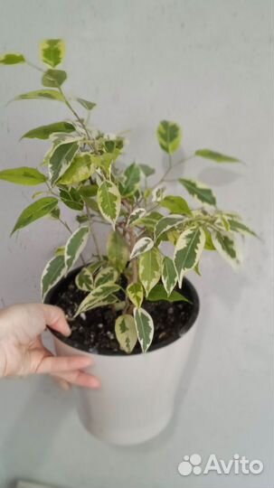 Фикус в кашпо