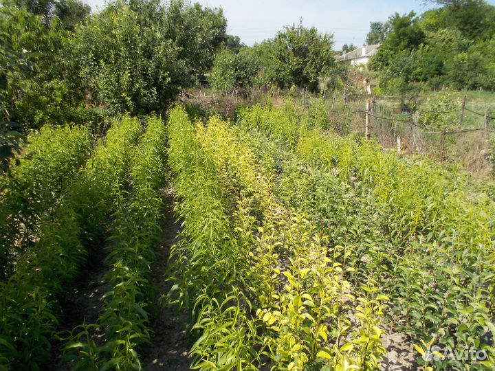 Саженцы из Крыма