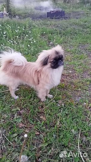 Вязка пекинес