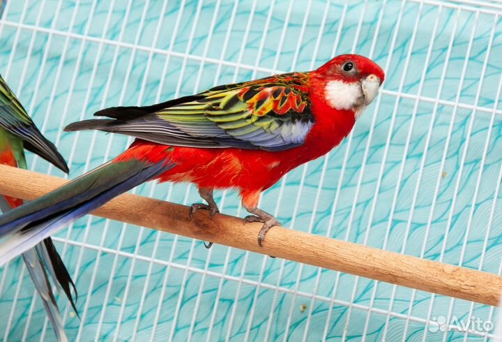 Розелла красная птенцы